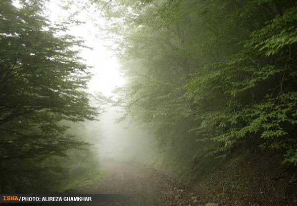 Iranian environmental activists win fight to halt road in Abr Forest - elan